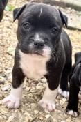 Superbes chiots staffordshire bull terrier