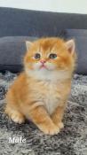 Magnifiques chatons scottish straight red et black golden