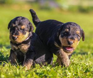 Chiot mle airedale terrier