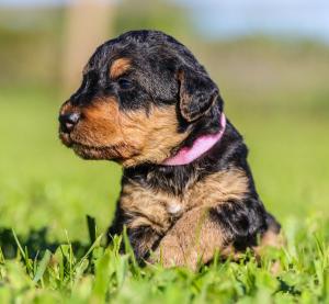 Chiot femelle airedale terrier
