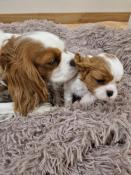 A vendre magnifiques chiiots cavalier king charles
