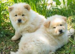 Apparence chow-chow