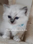 Chatons  loof disponibles