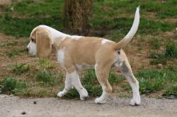 Chiot beagle lof