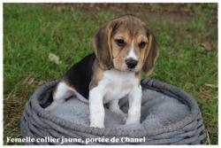 Chiot beagle lof disponible fin avril