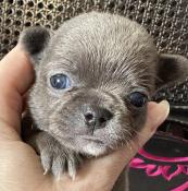 Sublime chiot chihuahua lof poil court