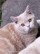 3 adorables chatons british shorthair