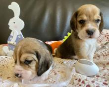 Disponible chiots beagle tricolores