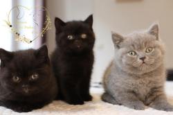 Adorables chatons british shorthair loof