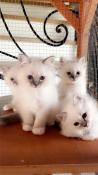 4 magnifiques chatons