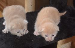 Disponibles adorables chatons burméses angais