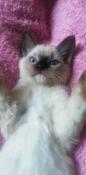 Chaton apparence ragdoll couleur non reconnue
