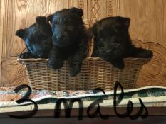 Jolis scottish-terrier noirs à vendre
