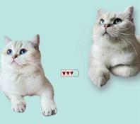 Adorable chaton british shorthair seal/blue golden/silver point