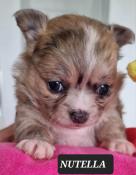 Vends chiots apparence chihuahua