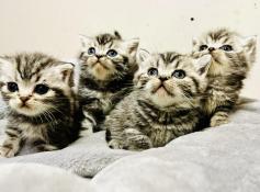 Magnifiques chatons black silver tabby  loof