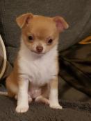 Magnifique chiot apparence chihuahua