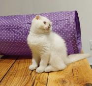 Magnifiques chatons british/scottish fold