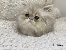 Chatons persan  et exotic shorthair loof
