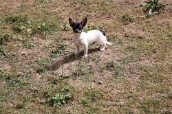Chihuahua poil court  lof