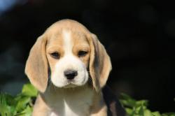 Beagles lof de sélection santé - beauté -  caractère