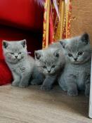 Chatons british shorthair bleues a vendre