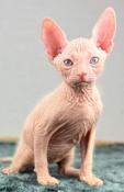 1 chaton mâle donskoy loof disponible au 03 septembre 2023