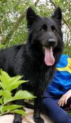 Apparence berger allemand à poils longs altdeutscher schaferhund