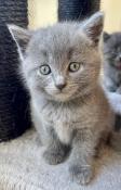 Magnifique chaton chartreux loof à réserver