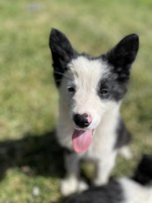 Chiot mâle  apparence border collie