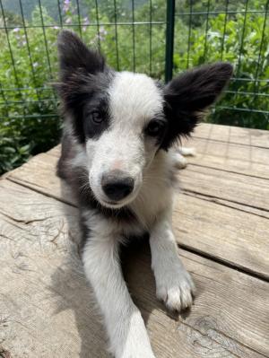 Chiot femelle  apparence border collie