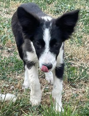 Chiot femelle  apparence border collie