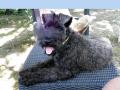 chiots Terrier Kerry Blue disponibles