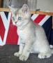 chatons British Poil Court disponibles