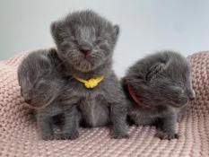 Chatons chartreux loof disponibles