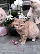 2 magnifiques chatons british shorthair loof