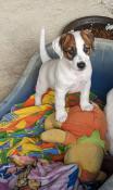 Chiots jack russell terrier