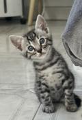 Magnifiques chatons bengal lignée prestigieuse