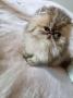 chatons Exotic Shorthair disponibles