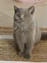 chatons British Shorthair disponibles