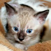Chaton bengal mink solid