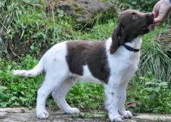 Chiots epagneuls de münster extra chasse