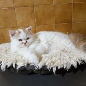 Chatons selkirk rex loof