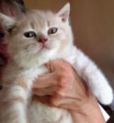 Adorable chaton british shorthair crème à réserver