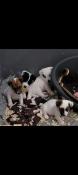 Chiots jack russell lof, poils lisses