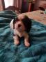 chiot Cavalier King Charles Spaniel disponibles