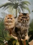 Elevage montana chatons  disponibles  la rservation exo persans