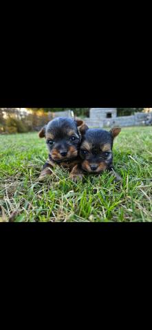 Chiot mle  apparence yorkshire terrier