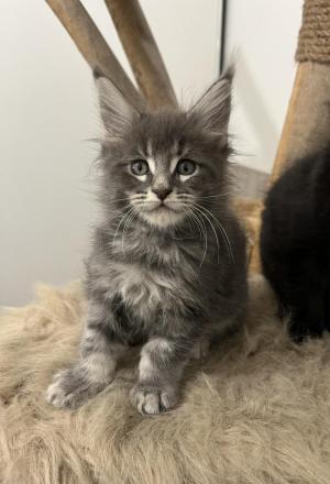 Chaton femelle  apparence maine coon