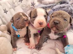 A rserver chiots american staffordshire terrier lof